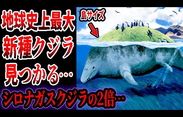 【ゆっくり解説】地球史上最大重量の新種クジラが発見される…シロナガスクジラの2倍！？先日発見された新種クジラがヤバい
